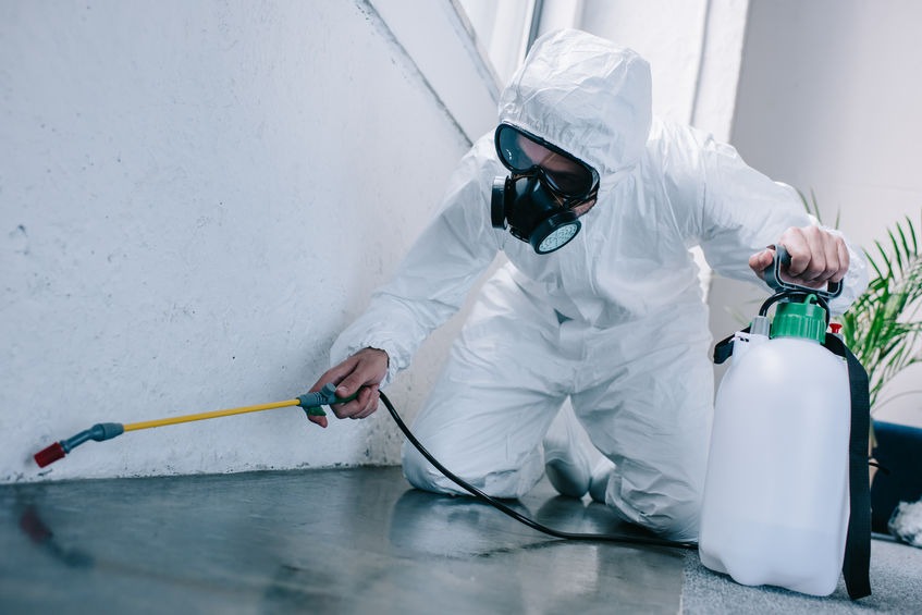 desinfection – decontamination professionnel de la desinfection et decontamination - punaises de lit - fourmis - rats