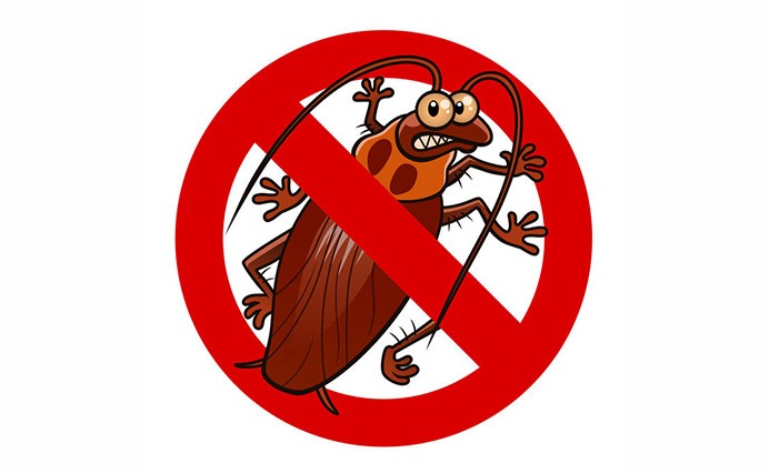 Désinsectisation des cafards ou des blattes dans les Yvelines, comment s’en débarrasser ?