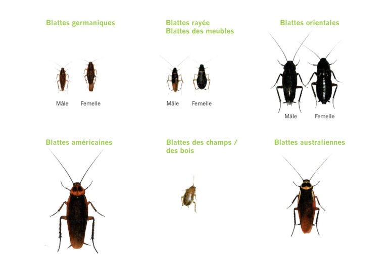 Comment reconnaître un cafard et savoir s'en débarrasser ?