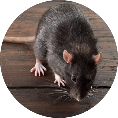 ajp groupe dératisation rats bruns noirs souris à plaisir et dans les yvelines 78