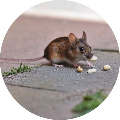 ajp groupe dératisation rats bruns noirs souris à plaisir et dans les yvelines 78