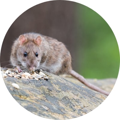 ajp groupe dératisation rats bruns noirs souris à plaisir et dans les yvelines 78