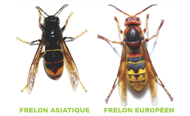 ajp-groupe-image-extermination-frelon-asiatique-difference-frelon-asiatique-frelon-europeen