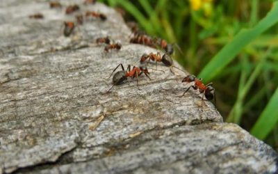 Pourquoi et comment éliminer les fourmis dans vos habitations ?