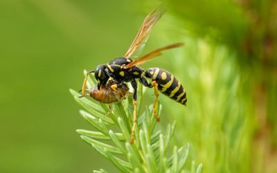 Comment se débarrasser des nids de guêpes ?