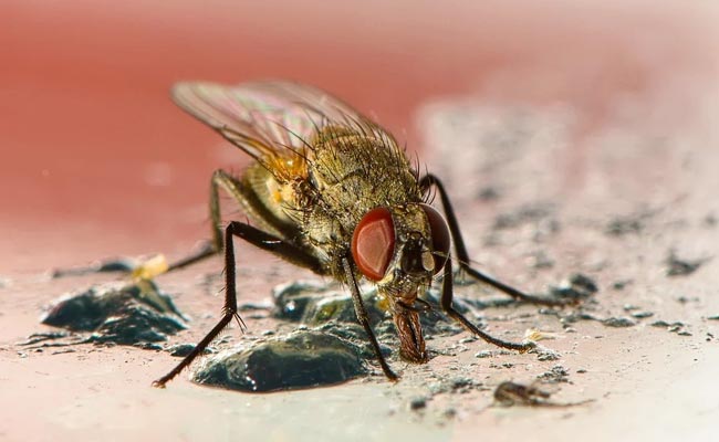 Désinsectisation : comment se débarrasser des mouches et moucherons ?