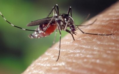Désinsectisation des moustiques et moustiques Tigre