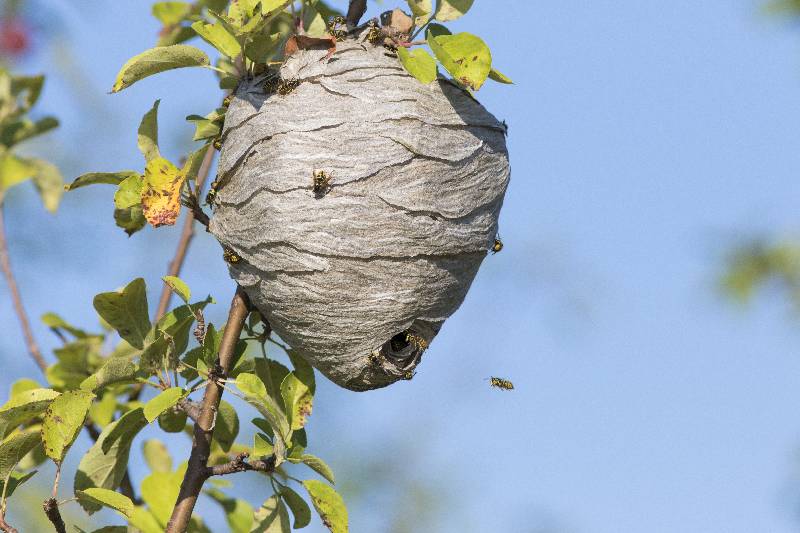 Destruction de nids de guêpes et de frelons dans les Yvelines